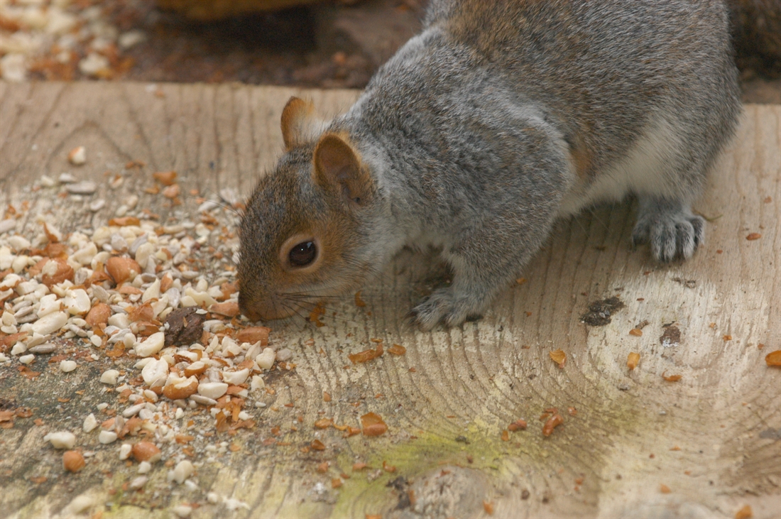 Squirrelled away