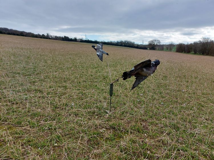 A pigeon whirlie or rotary