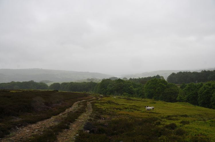 Upland Moorland