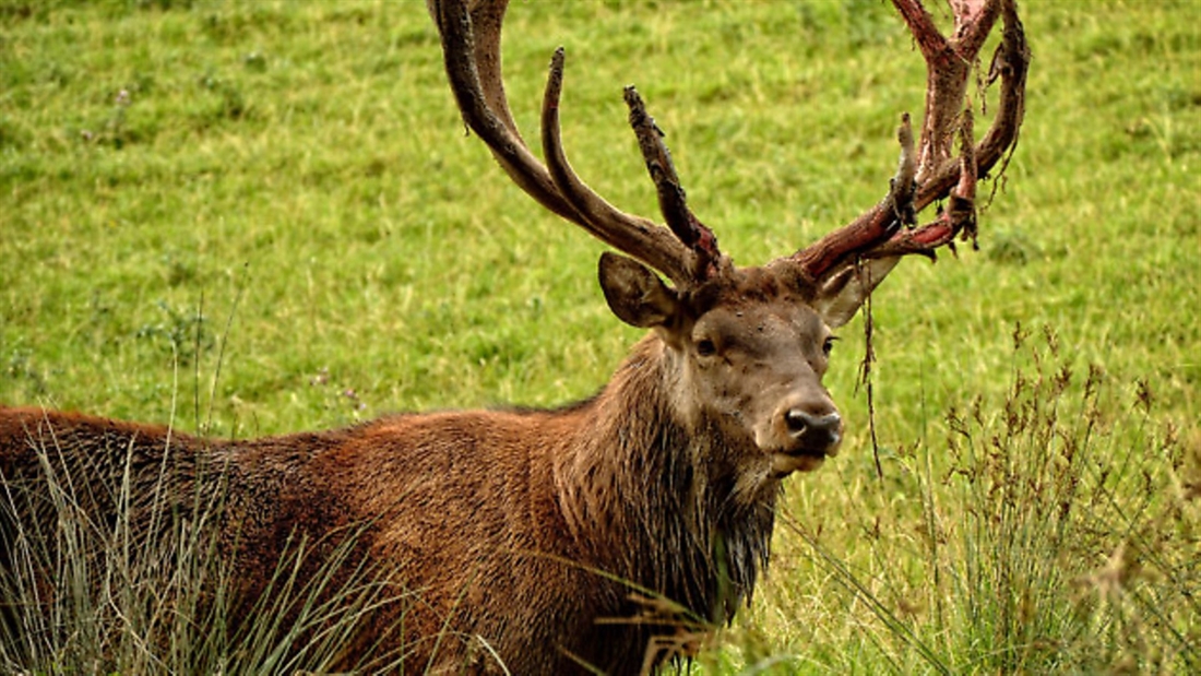 Deer stalking brings £140 million to Scottish economy