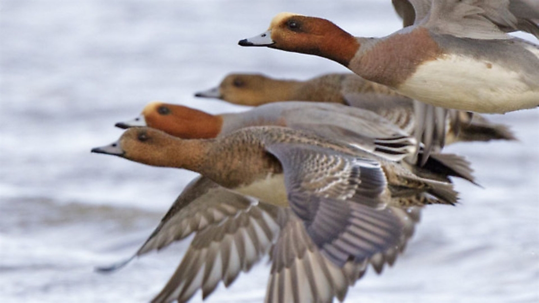 €30,000 granted for wigeon conservation project