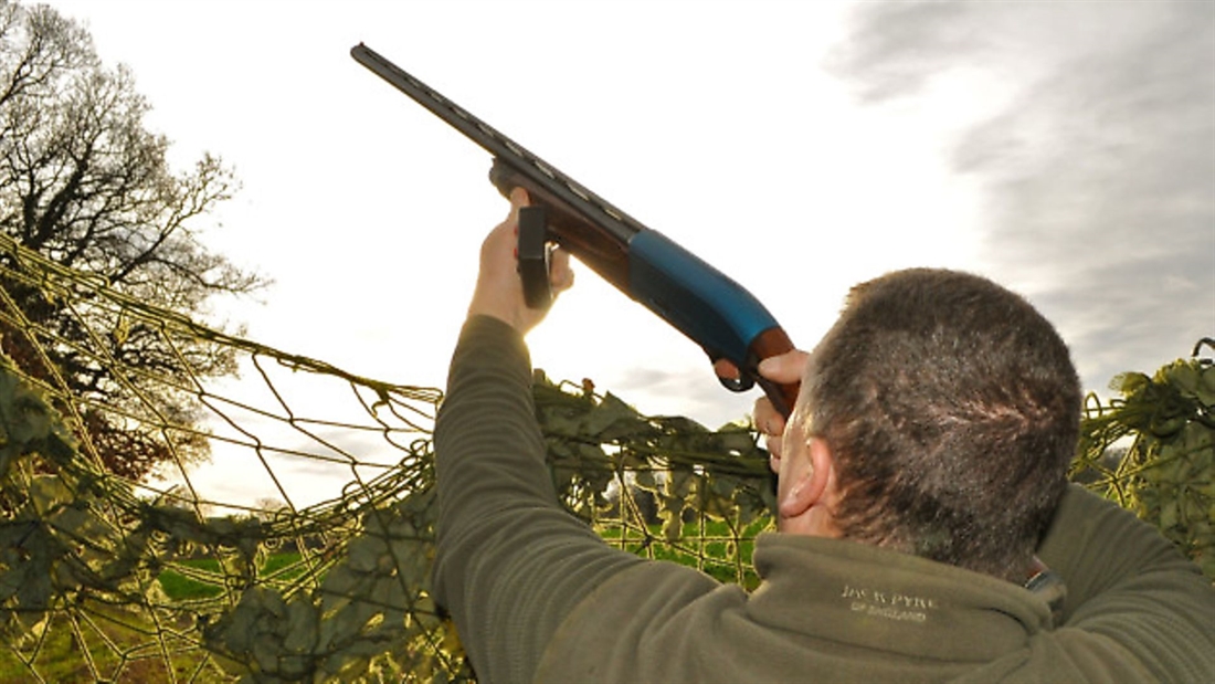 Short barrels for pigeon shooting?