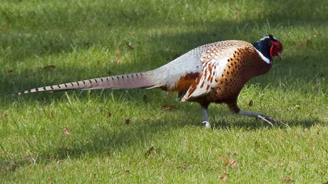 The importance of having a gamebird vet