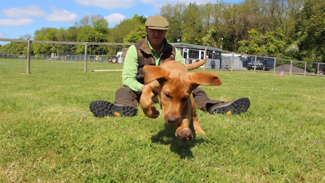 Build prey drive in your gundog