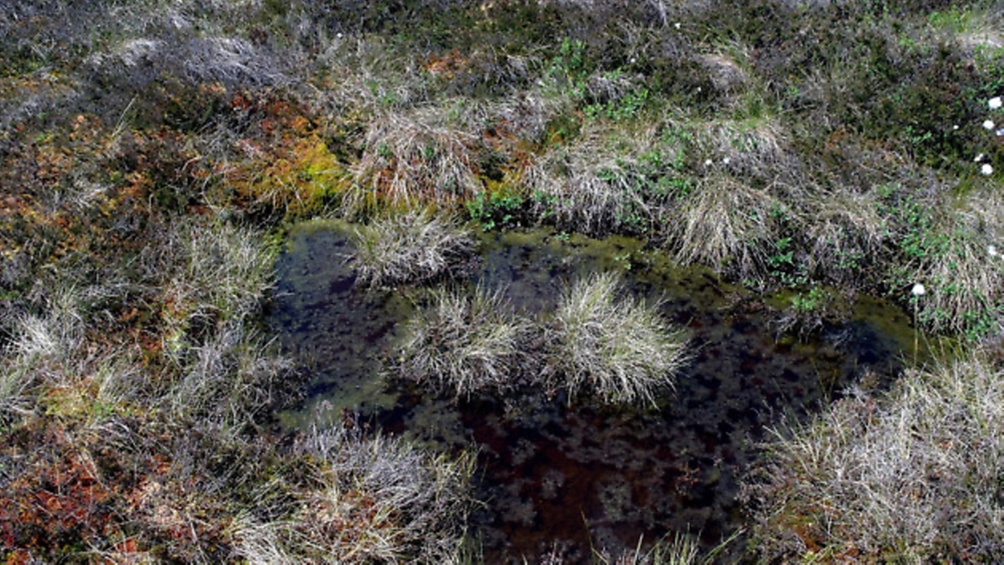 Gamekeeper climbs head first into hole to rescue lost dog