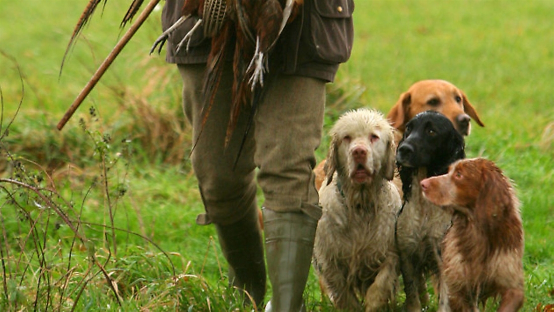 “Is your gundog ready for the field?” checklist