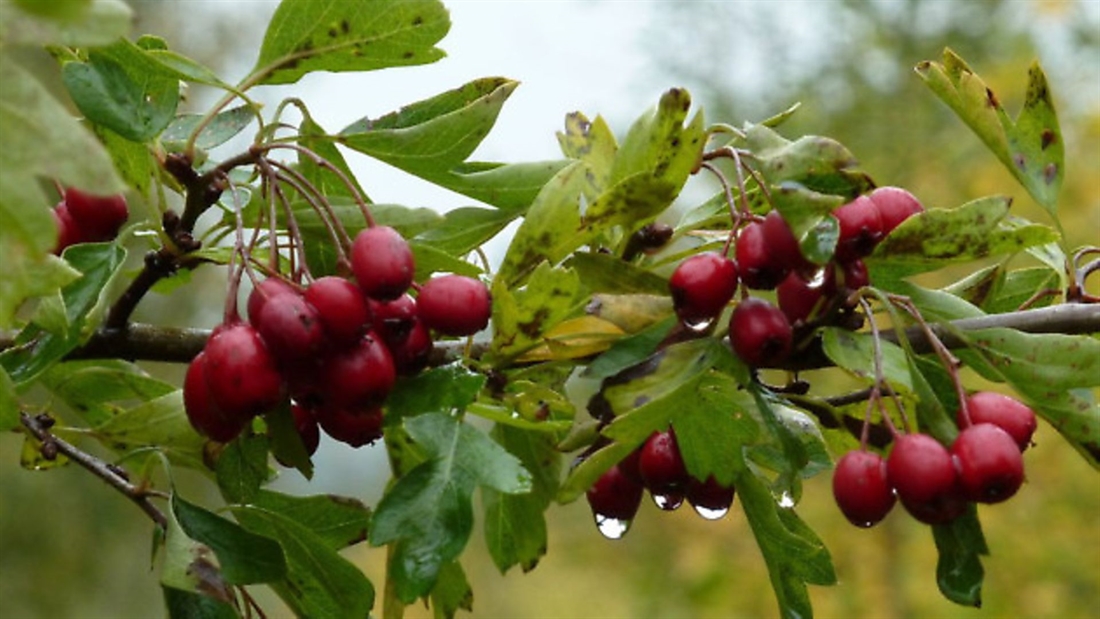 Easy hawthorn jelly recipe &#8211; perfect with meats and cheeses