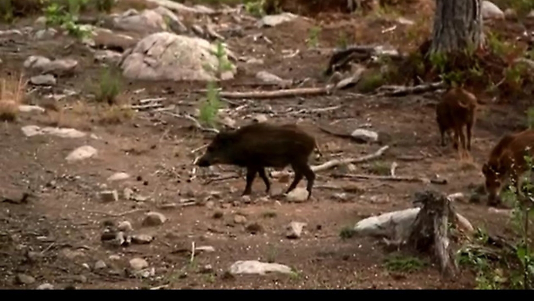 *VIDEO* Fieldsports Britain &#8211; wild boar, goose, shoot etiquette &#038; ‘Hello Charlie!”