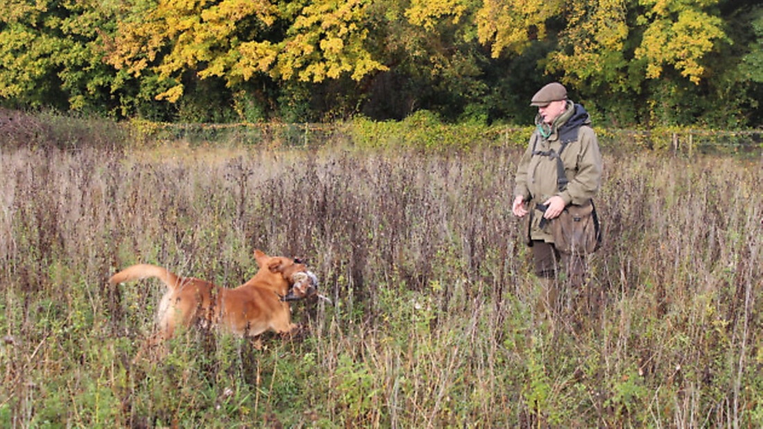 Sharpen up your gundog’s recall command with Howard Kirby