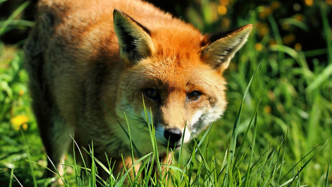 GWCT fox snaring courses available throughout Wales