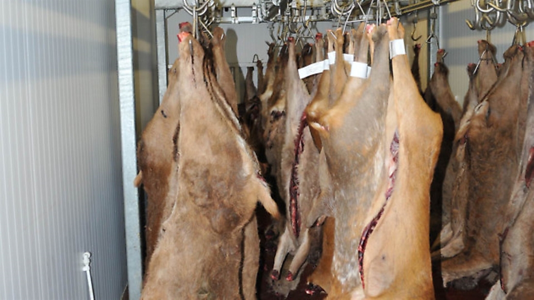 Advice on hanging deer in the fur&#8230; is it safe?