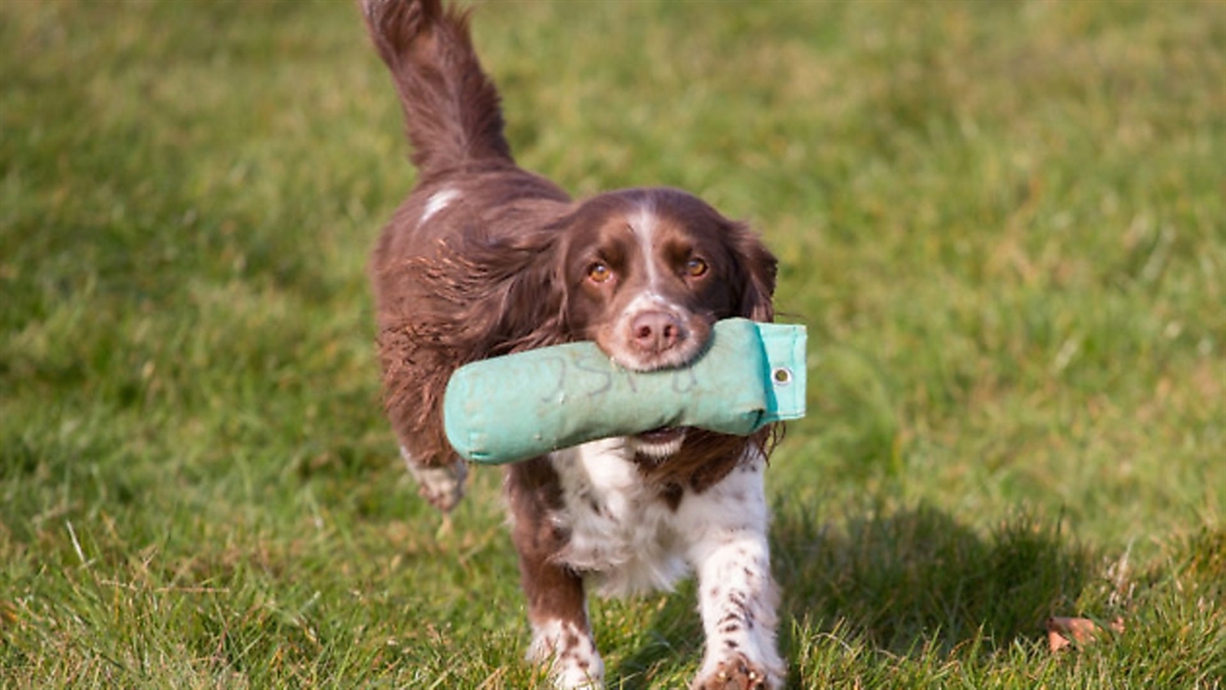 The West of England Game Fair preview (visit Sporting Shooter Facebook page to win tickets!)