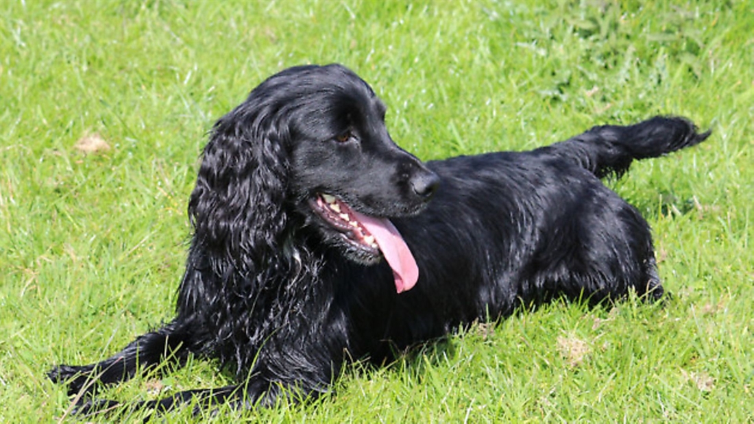 Spotting when your dog is overheating during exercise