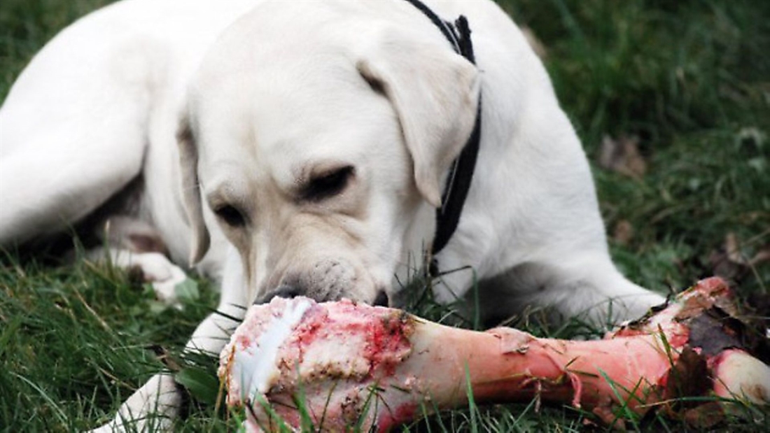 Different gundog diets &#8211; pros and cons