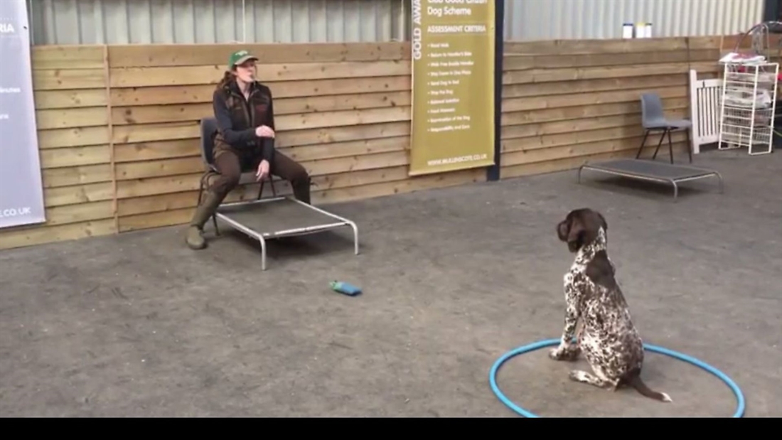 *VIDEO* Teaching the retrieve using target training