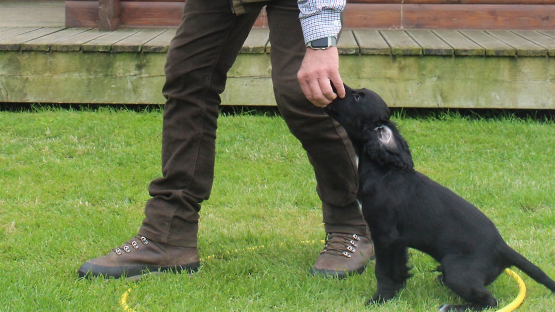 Training your puppy to walk to heel