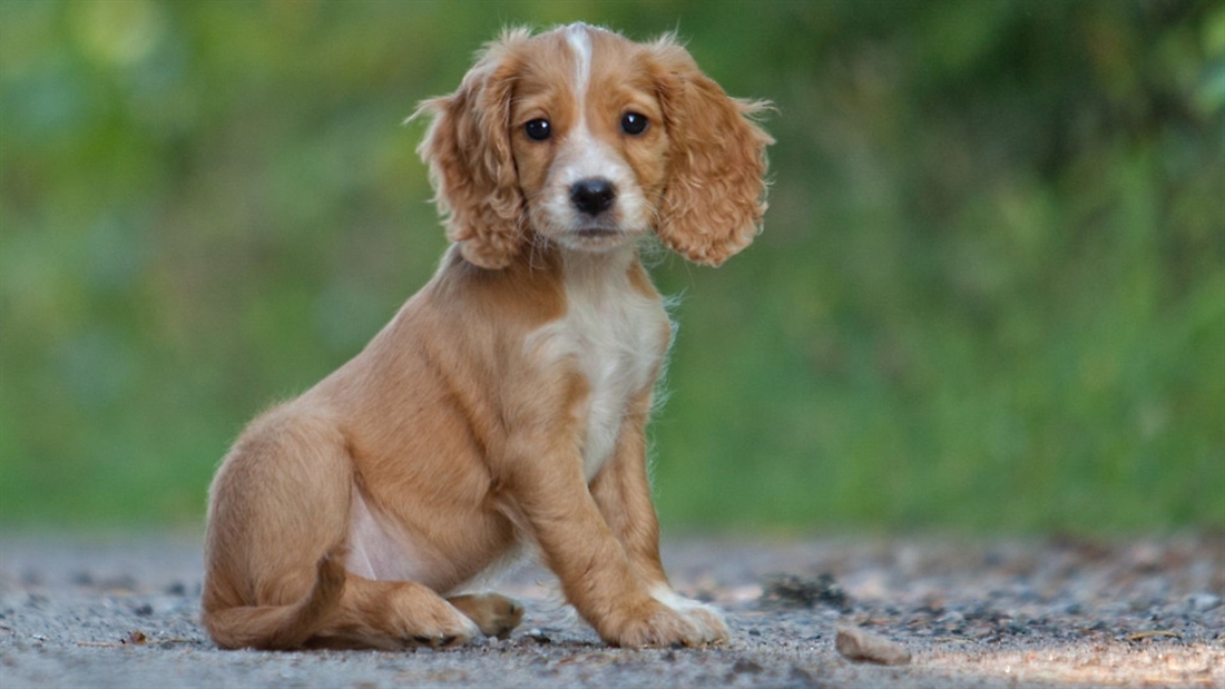 What age should you start training your gundog?