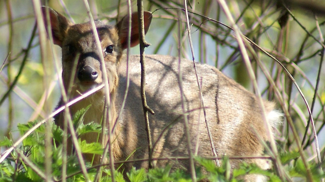 How to call muntjac &#8211; instructional video