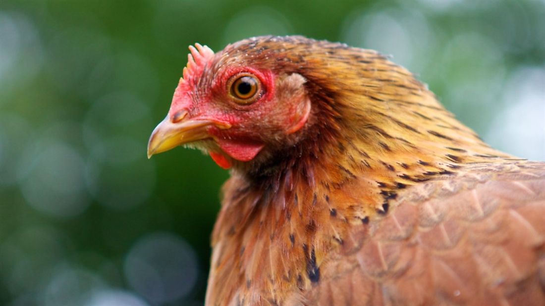 Bird flu &#8211; latest update and links to official guidance