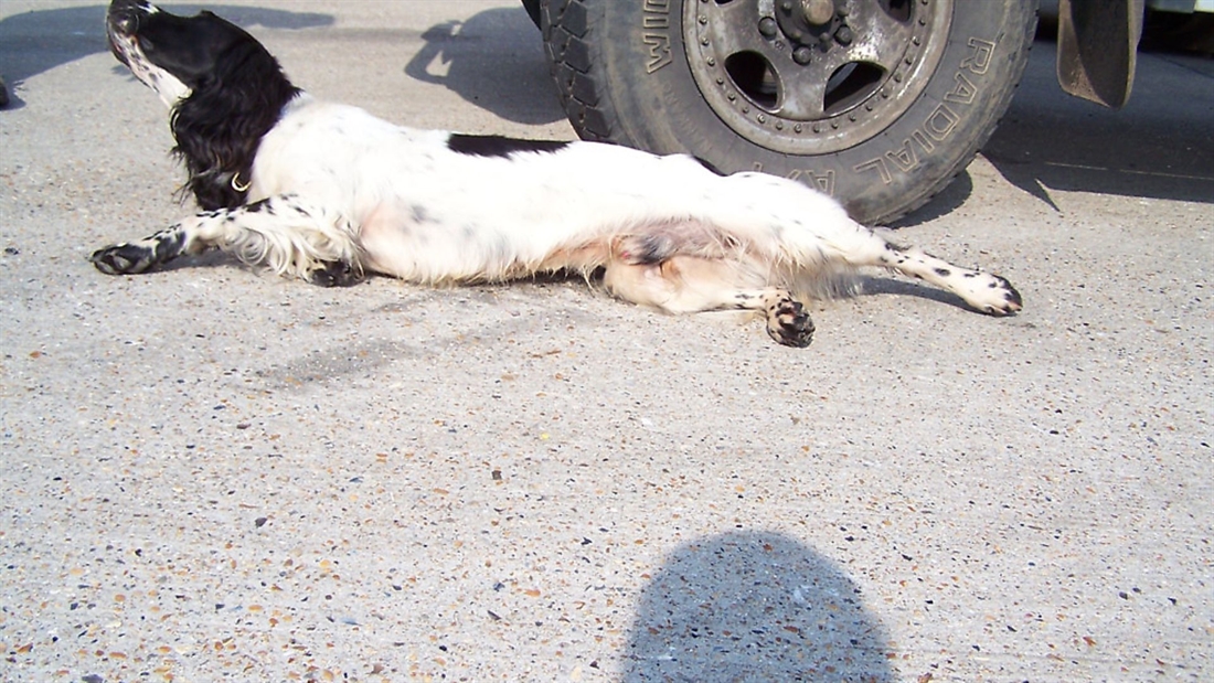 Helping an injured gundog in the field