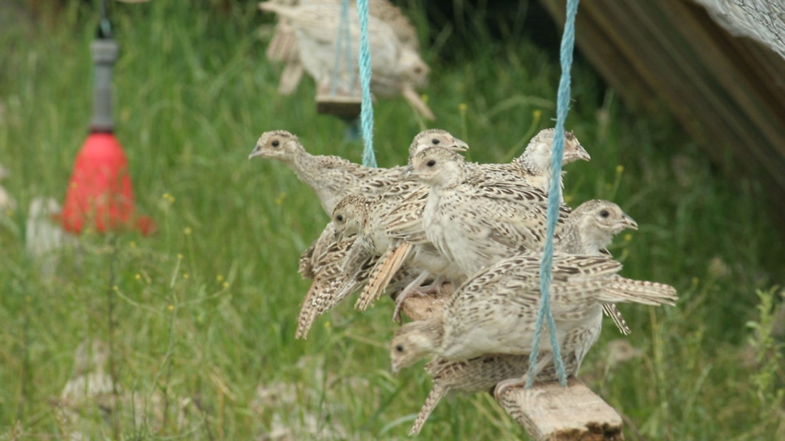 How can I protect my birds from bird flu?