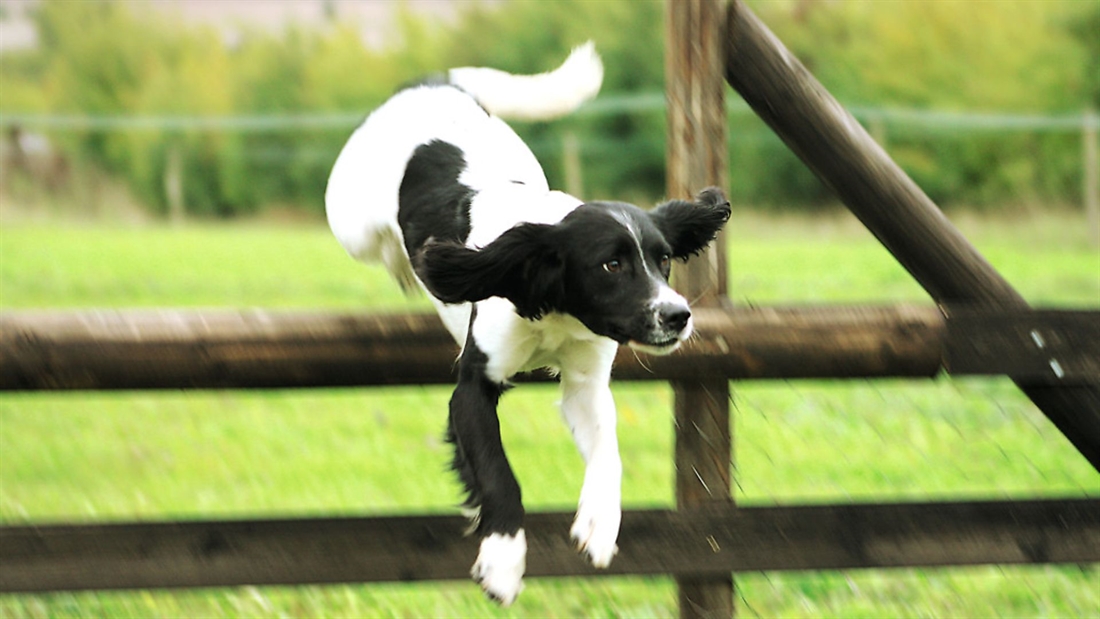 Teaching your gundog the ‘back’ retrieve