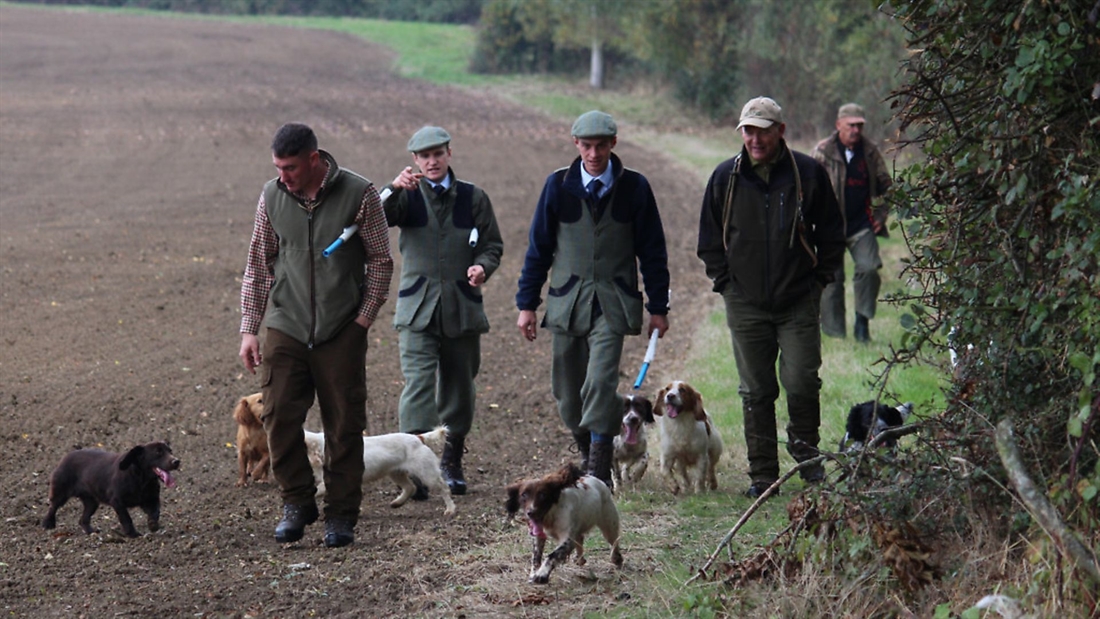 Train your gundog to be a better beating dog