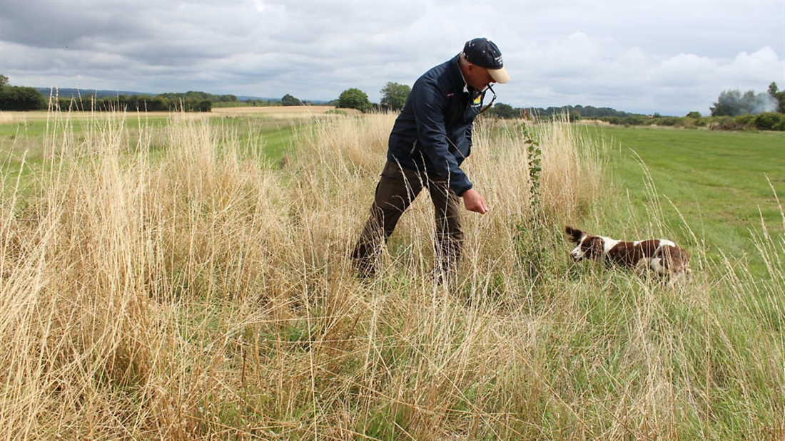 My spaniel is getting too far out in front