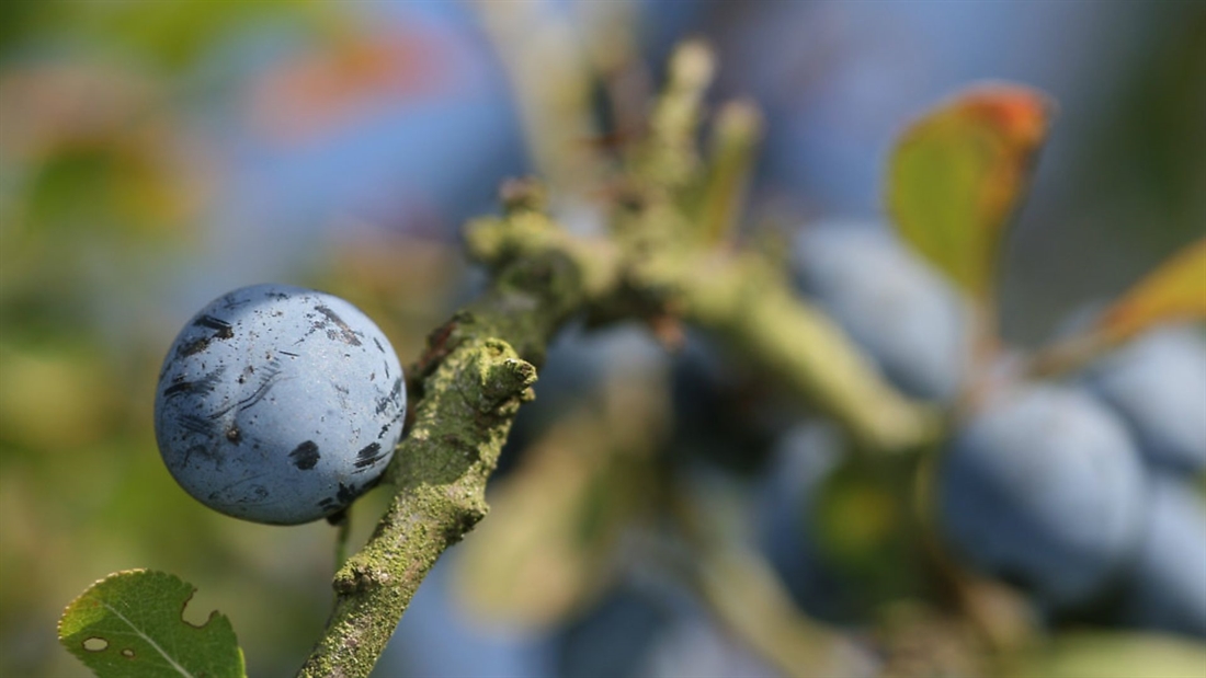 The best time to pick sloes