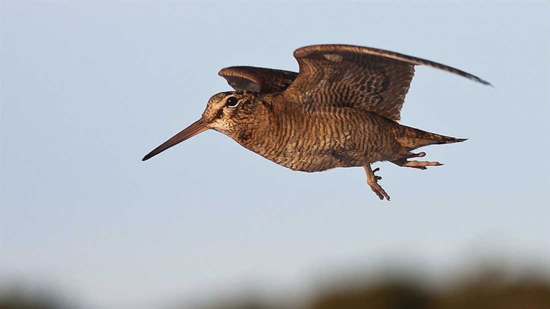 Woodcock population in crisis &#8211; what can I do?