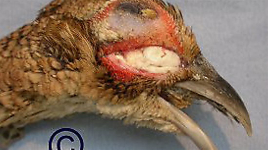 When to worry about “bulgy eye” in pheasants