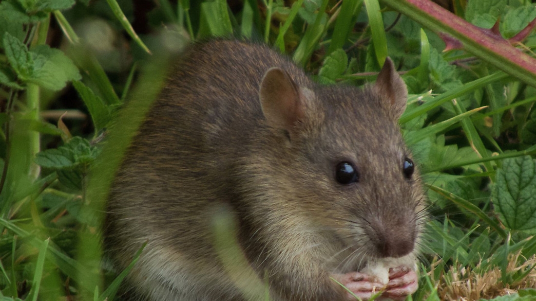 How to protect your feeders from rats