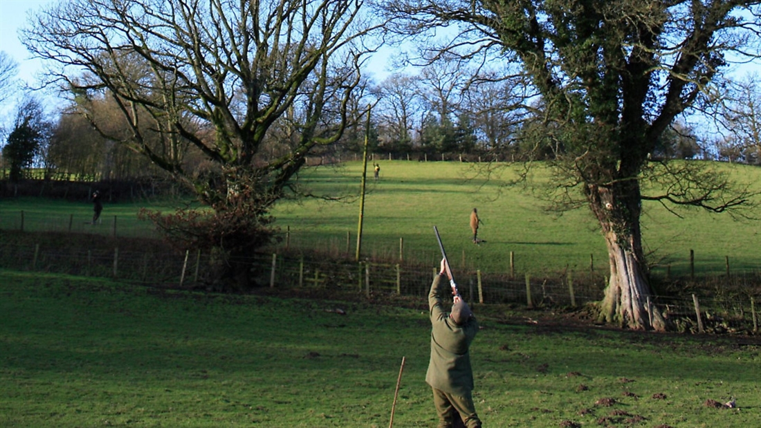 How to shoot pheasants