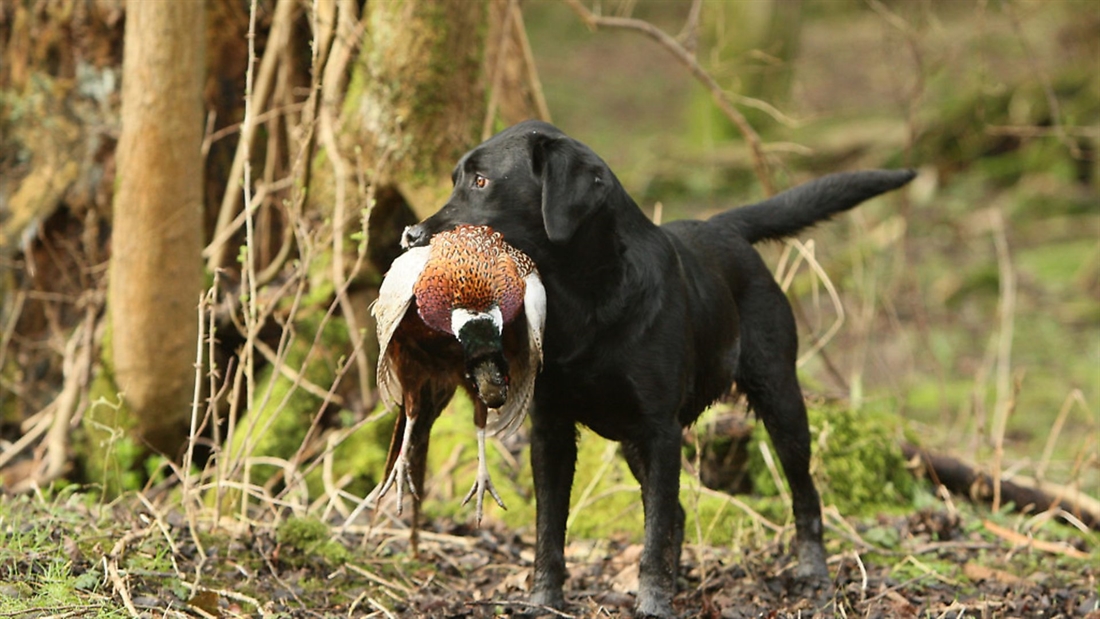 A-Z of gundog health: A is for&#8230;