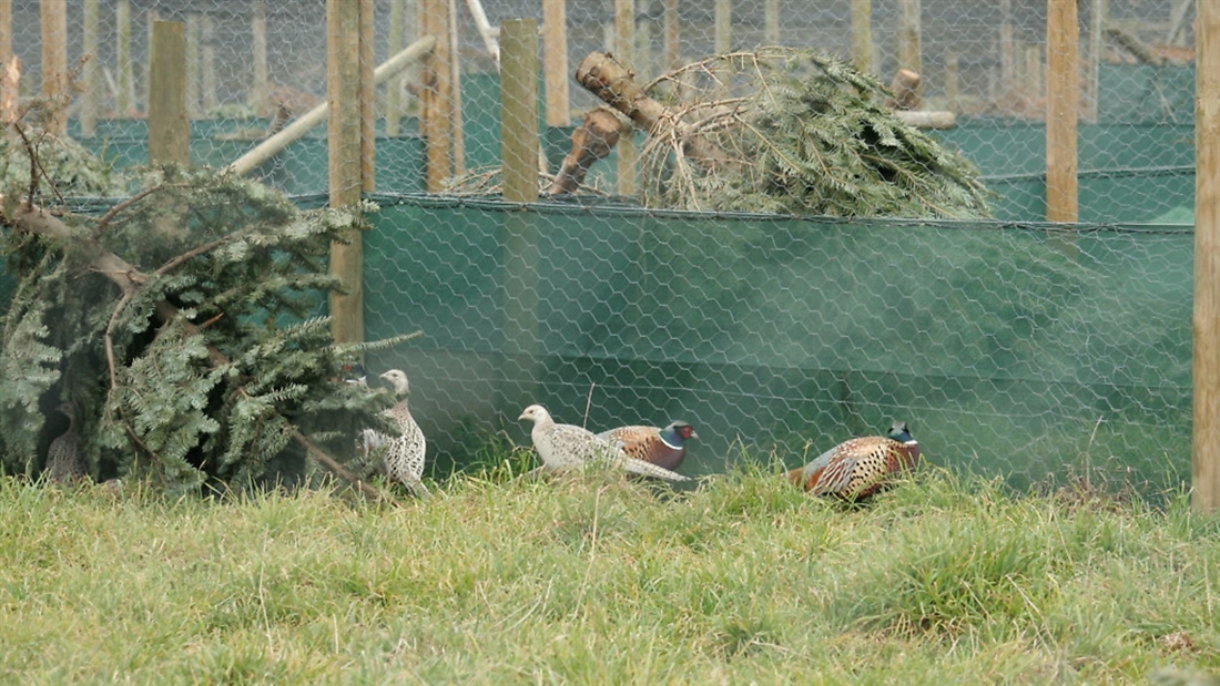 Worming breeding pheasants