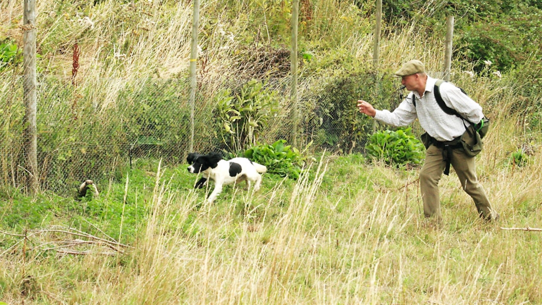 Correcting gundogs