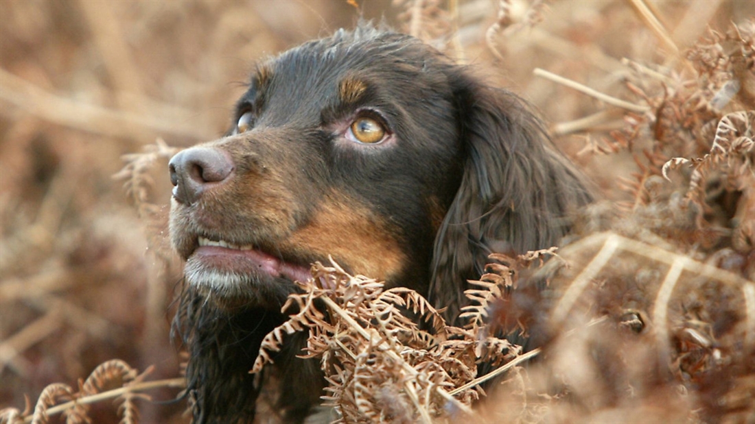 A-Z of gundog health: E is for&#8230;