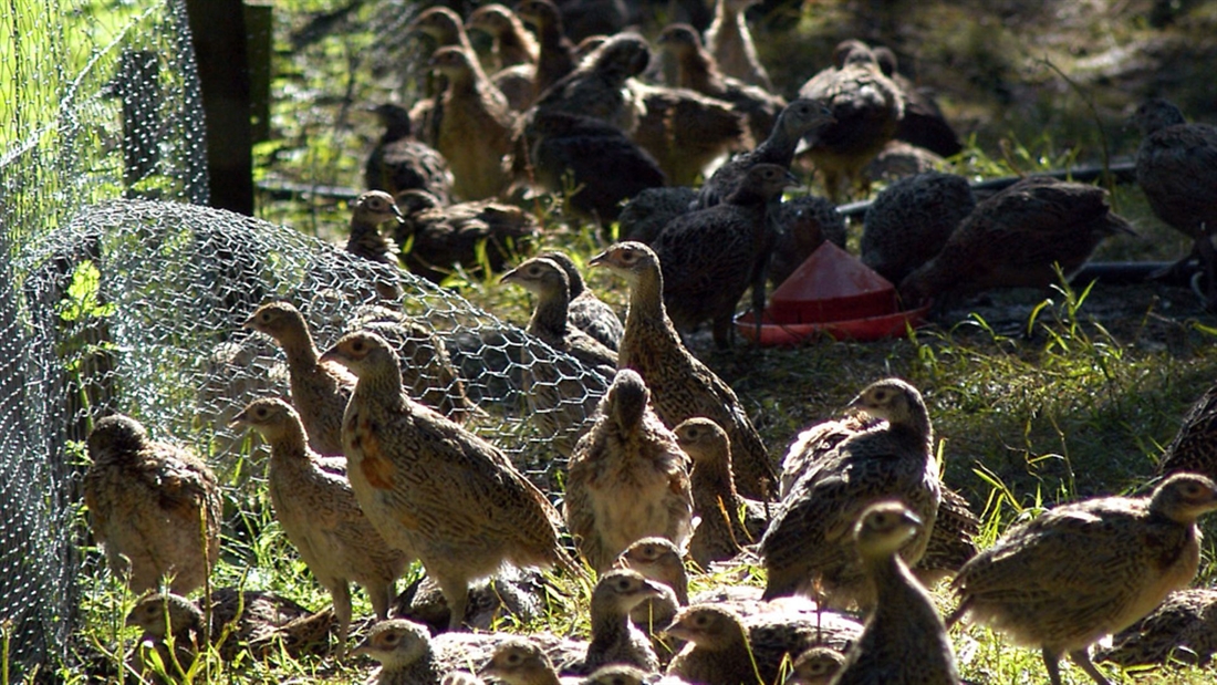 How can I help my poults find food?