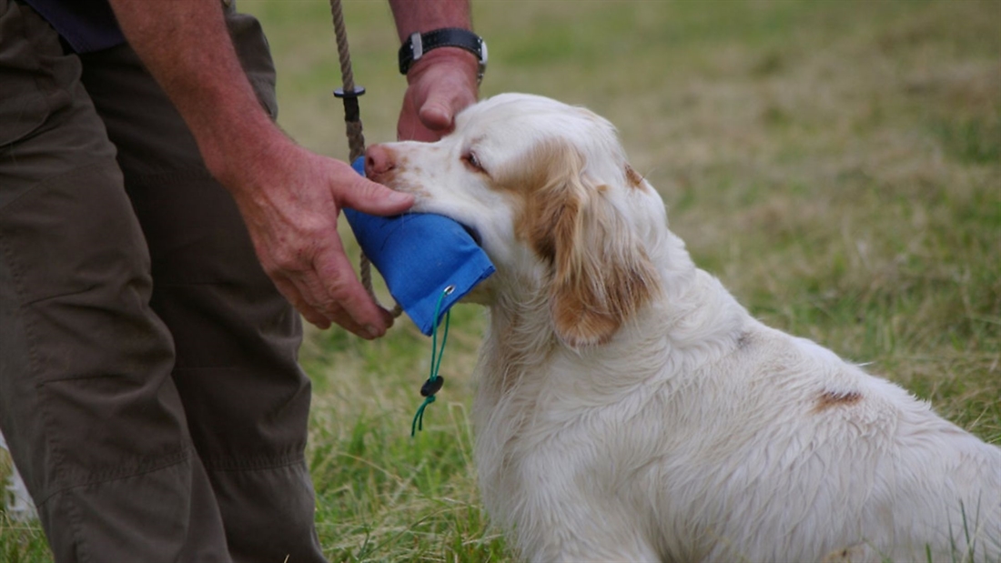 Gundog training competitions &#8211; where to start