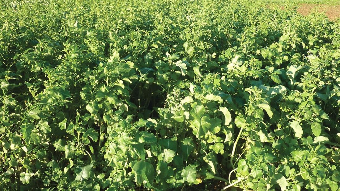 Re-establishing cover crops after a dry summer