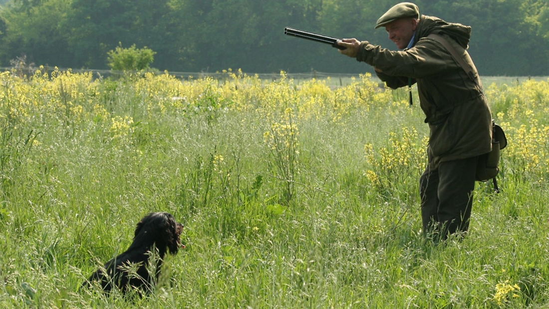 Gundog training &#8211; building a perfect partnership