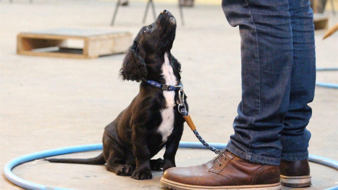 The essential commands every gundog needs to know