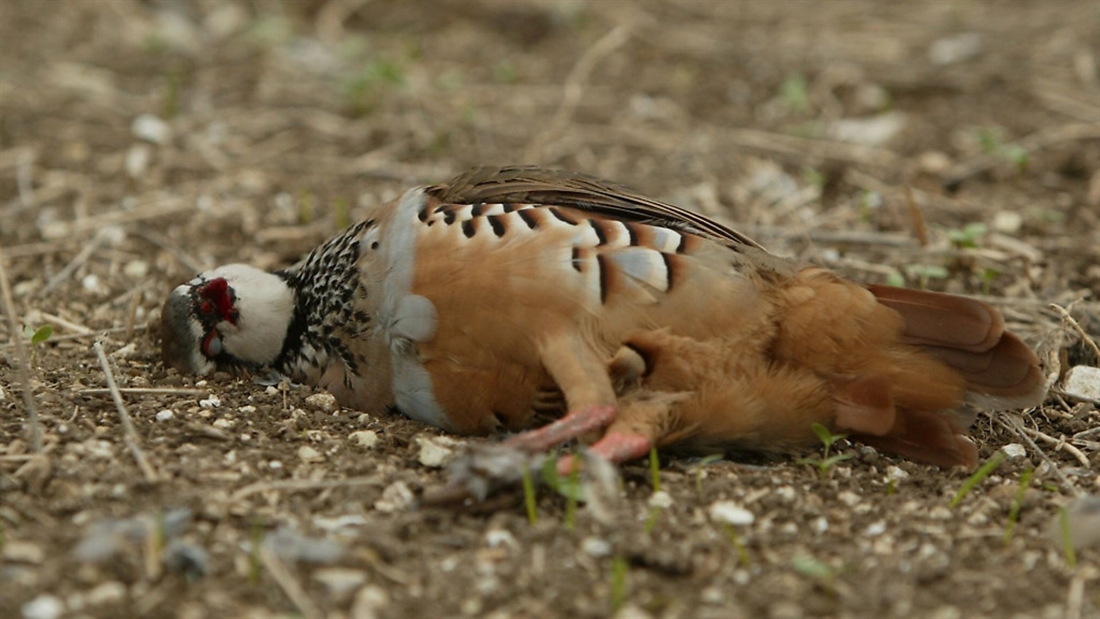 Should we be worried about Newcastle disease?