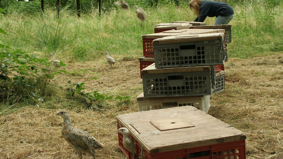 Signs of “gape” in pheasant poults