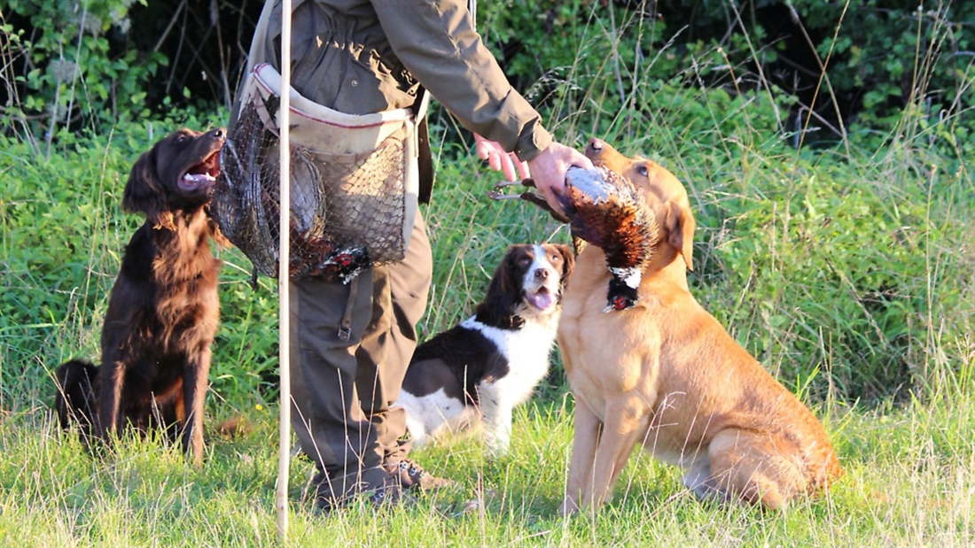 Training your gundog &#8211; delivery to hand