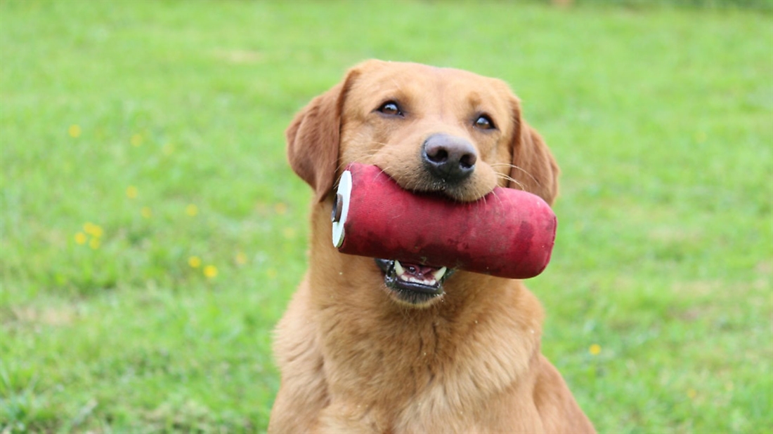 Training your gundog delivery to hand &#8211; part 2