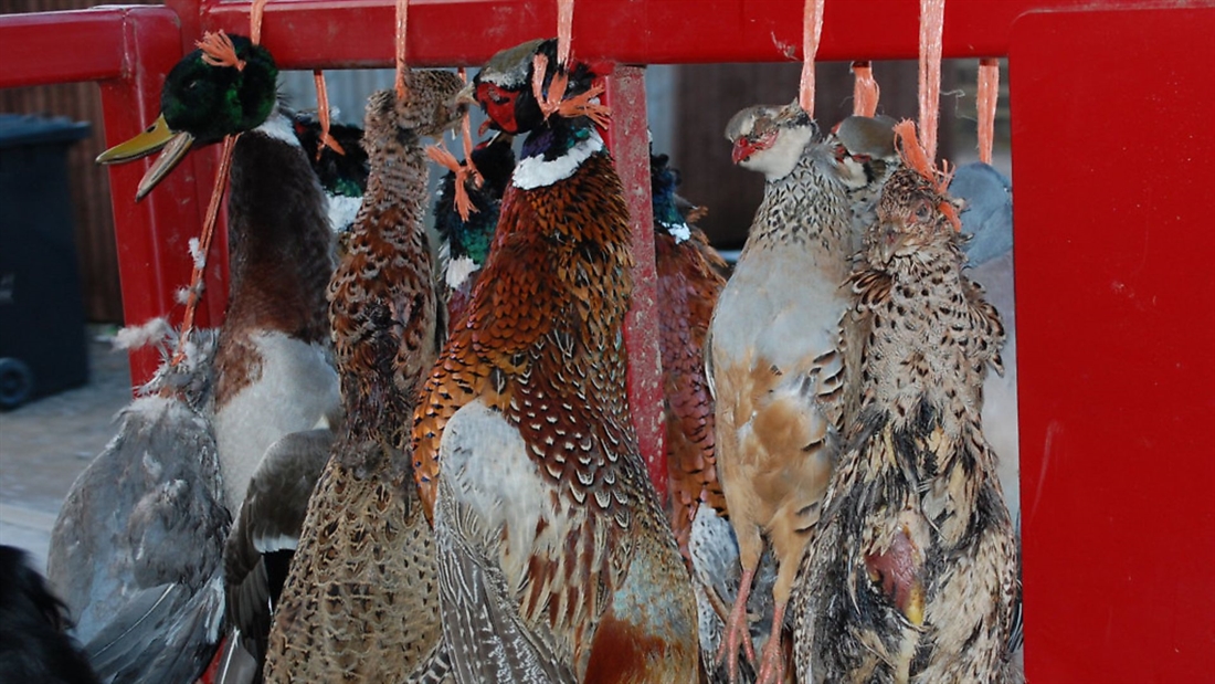 Can I hang pheasants on my porch?