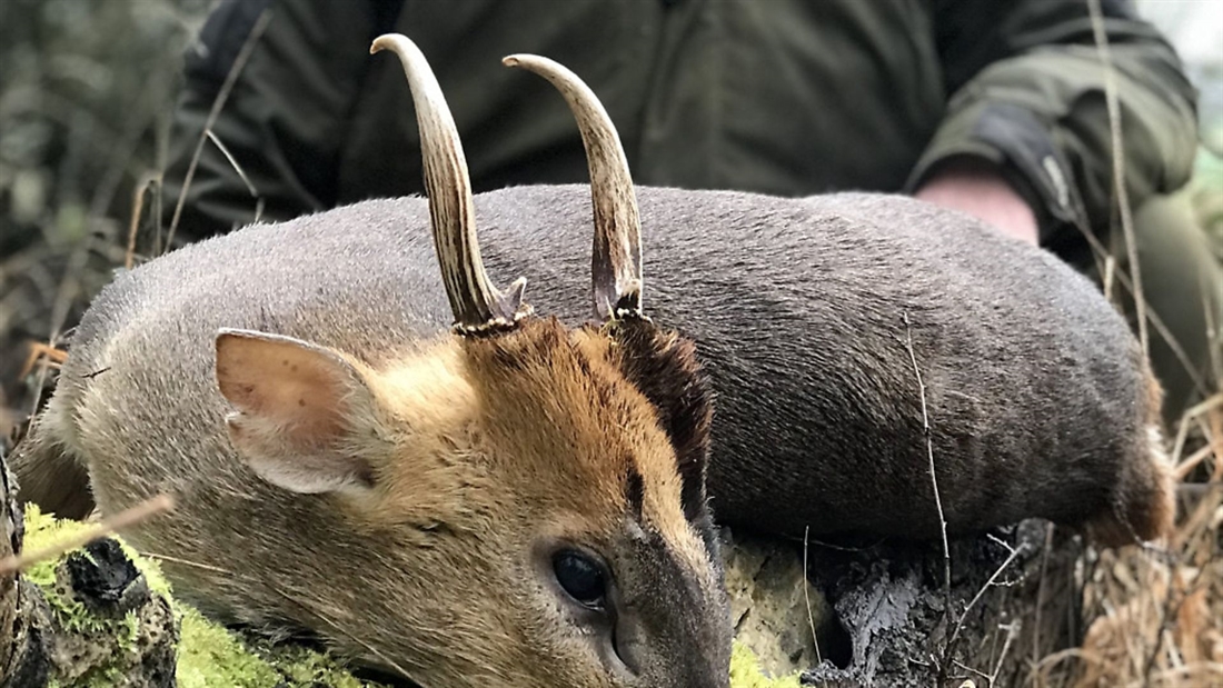 Is .308 too big for muntjac?