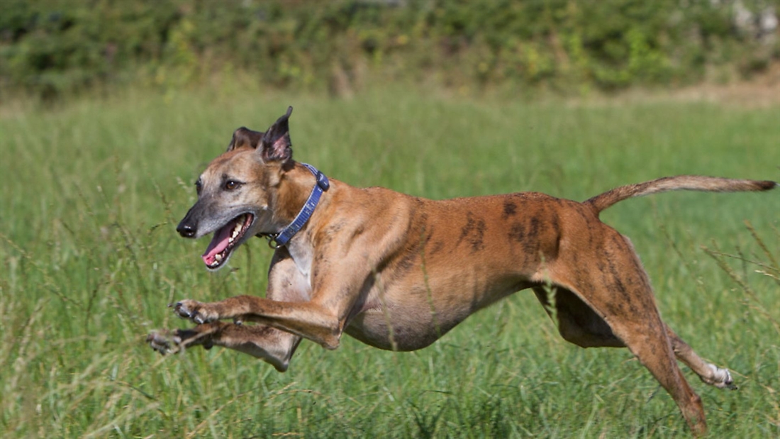 Encouraging your lurcher to use its mouth