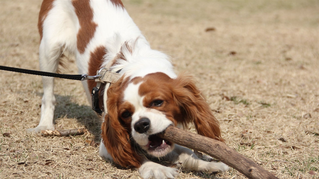 Should I walk my gundog?